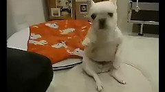 搞笑音乐,音乐短片 - 扭的很风骚的萌狗