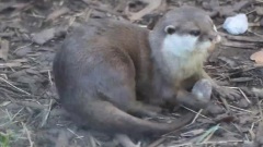搞笑音乐 - Otters Playing With Stones At Chester Zoo
