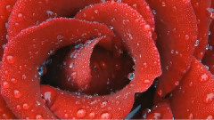 音乐短片 - Бобби соло-Уна Lacrima Сул Визо