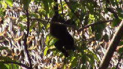 音乐短片 - Ревун мавп виття мавп - Коста-Ріка тамарінда
