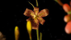 音乐短片 - Лорд Cry Cry - слепой Lightnin' этаж