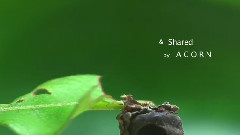 音乐短片 - гигантский Food 2012