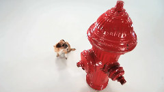 音乐短片 - Маленькая собака большой мир