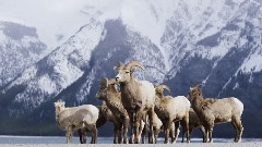 音乐短片 - Banff Frozen In Time