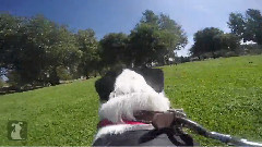 音乐短片 - GoPro Dog Harness Park Adventure!