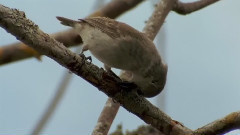 音乐短片 - 鸟医神功