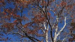 音乐短片 - 你不懂我,我不怪你