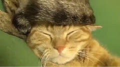 音乐短片 - Cepure Par Kaķi