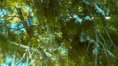 音乐短片 - Каждый день курить сорняков y