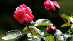 音乐短片 - 心雨