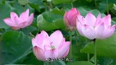 杨钰莹 - 我不想说
