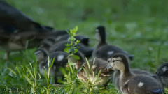 音乐短片 - 2015 A вид из слепой