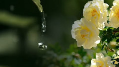 轻音乐,音乐短片 - 夏雨