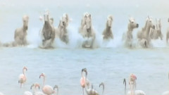 音乐短片 - The Daydream Little Comfort Return To Paradise