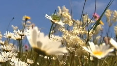 音乐短片 - Ennio Morricone Si Muore D'Amore