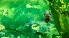 音乐短片 - 一米阳光