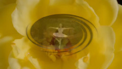 音乐短片 - Нини Россо - маленький цветок