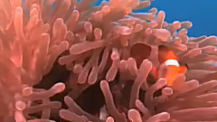 音乐短片 - леди в красном