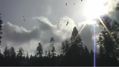 音乐短片 - Четыре сезона - зима