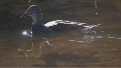 音乐短片 - Четыре времени года Падение