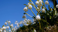 音乐短片 - A Later Springtime