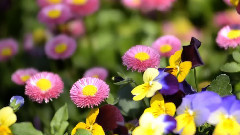 音乐短片 - Цветочные монтаж Тувумба