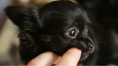 Cutest Chihuahua Ever Wants To Eat You