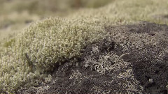 音乐短片 - 富士山(五)