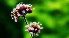 音乐短片 - 秘密花园(Secret Garden My Land)