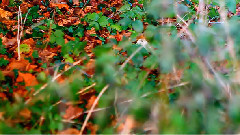 Andre Rieu,音乐短片 - Les Feuilles Mortes (Autumn Leaves)