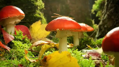 音乐短片 - 神话森林