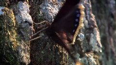 音乐短片 - 神话森林(一)