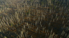 音乐短片 - 神话森林