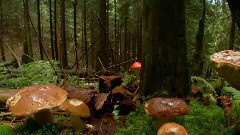 音乐短片 - 蘑菇