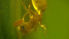 音乐短片 - 神话森林(三)