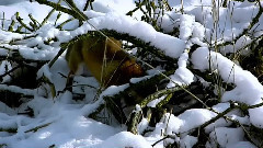 音乐短片 - 神话森林(五)