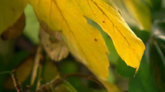 音乐短片 - 神话森林 七