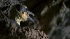 音乐短片 - 贝独乐