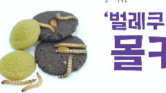 JJCC - Simba和SanCheong吃虫虫做的饼干?