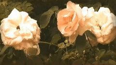 音乐短片 - You Are My Rose