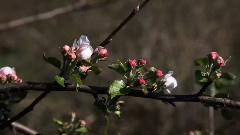 音乐短片 - Весна