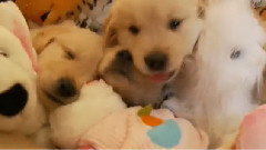 So Many Golden Retriever Puppies