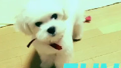 EXO,EXO-M - TAO更新Candy相关视频