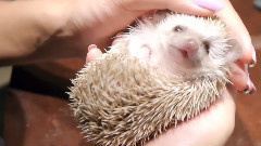 Dog Meets Hedgehog