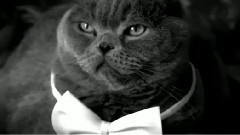 It's A Wonderful 9 Lives