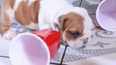 Wrinkly Bulldog Puppy Compilation