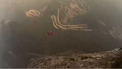 Free Flying The Bird Wing Repaid Dangerous Sport