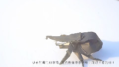 飞吧!独角仙