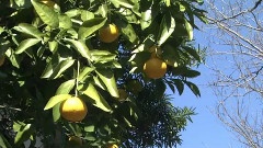 日本群星 - 童谣
