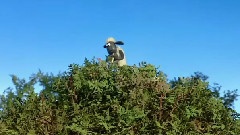 搞笑音乐 - 保护大树
